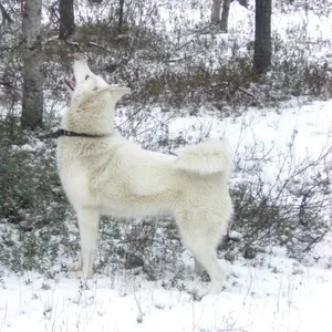 западносибирская лайка