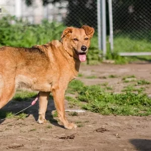 Лиза,  4-5 лет, среднего роста (примерно 45 см в холке) сука,  стерилизов