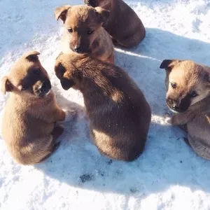 очаровательные щенки в дар