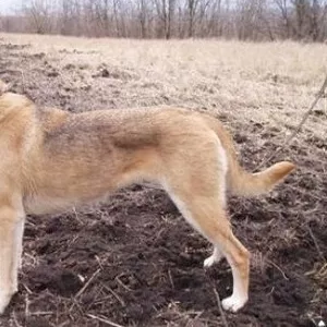 Щенки русской гончей