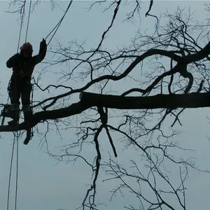 Cпилить,  срубить дерево,  обрезать ветки. Валка,  снос,  кронирование дер