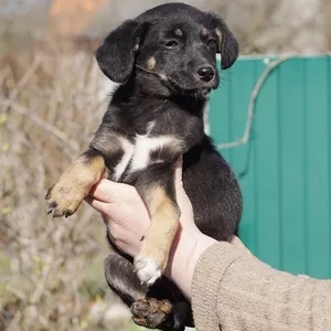 щенок малышка в дар