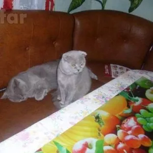 котята скоттиш-фолд и скоттиш-страйт