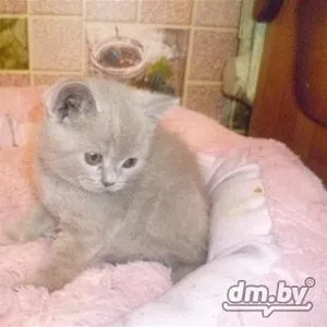 котята шотландские прямоухие и вислаухие