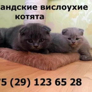 шотландские вислоухие котята