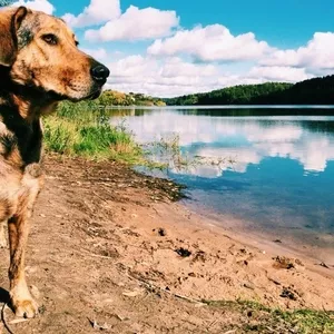 Очень срочно Лина ищет дом