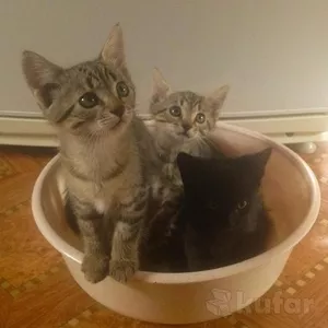 Отдадим 2 кошечки и одного котика в хорошие руки.