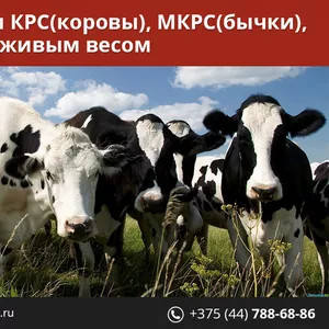 Закупаем Быков,  Коров,  Свиней живым весом.