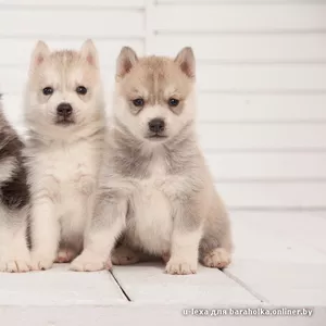 Щенки хаски из питомника