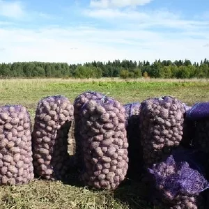 Картофель домашний,  желтого цвета. Сорт: Уладар и Джелли. Беларусь.