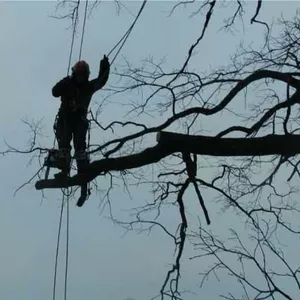 Спилить,  срубить,  удалить,  обрезать дерево.