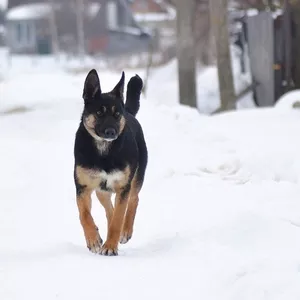 Яна - собака-позитив.