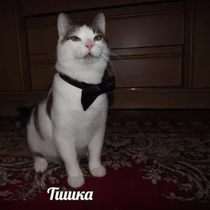 Милый котик Тишка ищет дом и любящую семью!!!!