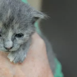 Котёнок девочка,  2 мес. Само очарование.