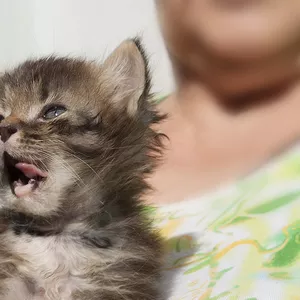 Котёнок мальчик,  1, 5 мес. Нежнейшее сокровище в дар.