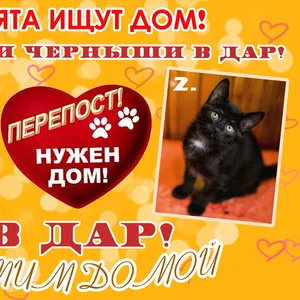 Котята ищут дом! В ДАР! СРОЧНО НУЖЕН ДОМ!