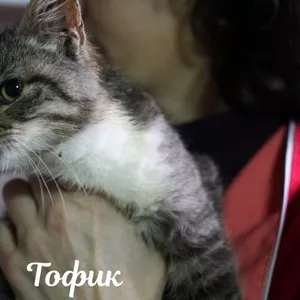 Котенок Тофик ищет ДОМ!