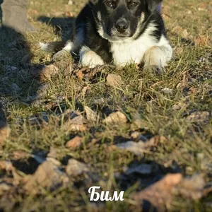 Щеночек Бим в ответственные и заботливые руки!