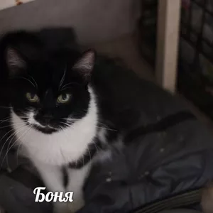 Кошечка Боня в поисках дома!!!