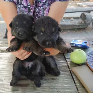 Щенки немецкой овчарки чепрачного окраса