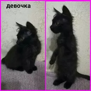 Срочно ищут дом ласковые котятки!